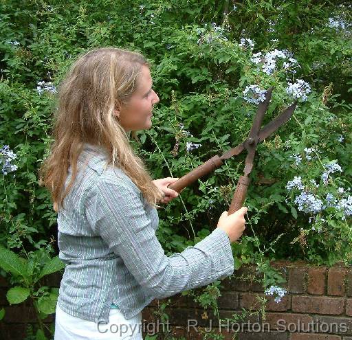 Plumbago Anna _2 